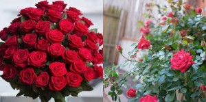 Create meme: a bouquet of dark red roses, roses are red, a bouquet of red roses