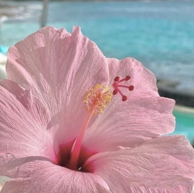 Create meme: hibiscus flower, pink hibiscus, hibiscus