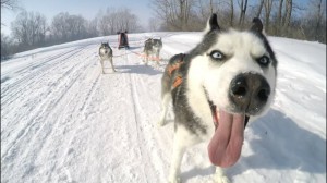 Create meme: has, dog sled, husky happiness