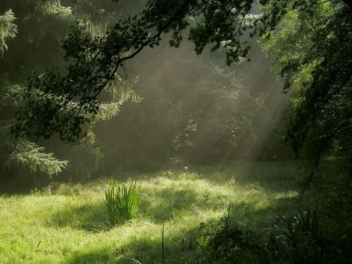 Create meme: nature landscape, nature beautiful, morning in the forest