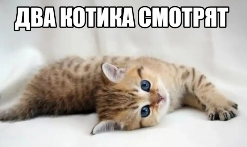 Create meme: cute cat, cute kitty, cute cats