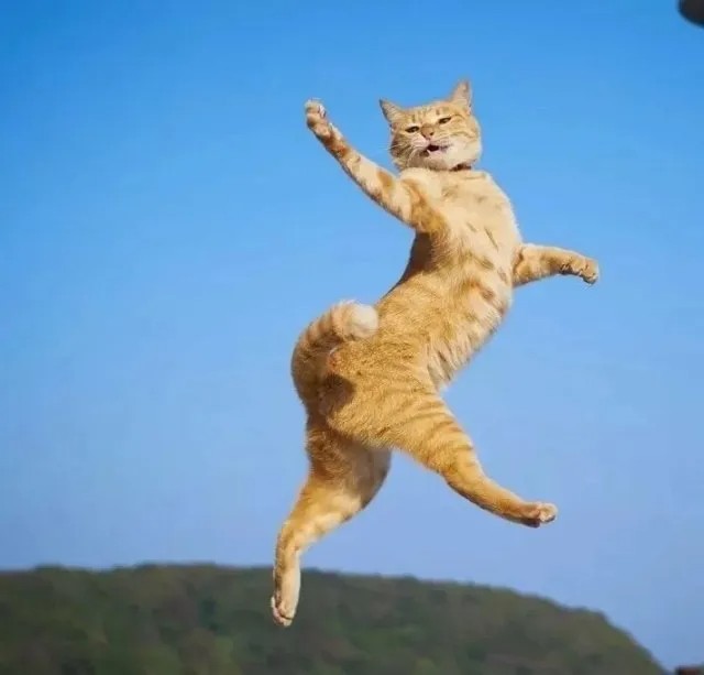 Создать мем: прыжок кошки, летающая кошка, прыгающий кот