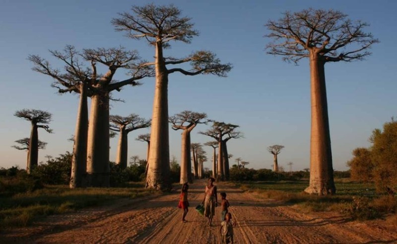 Create meme: baobab madagascar, baobab, Baobab Alley madagascar