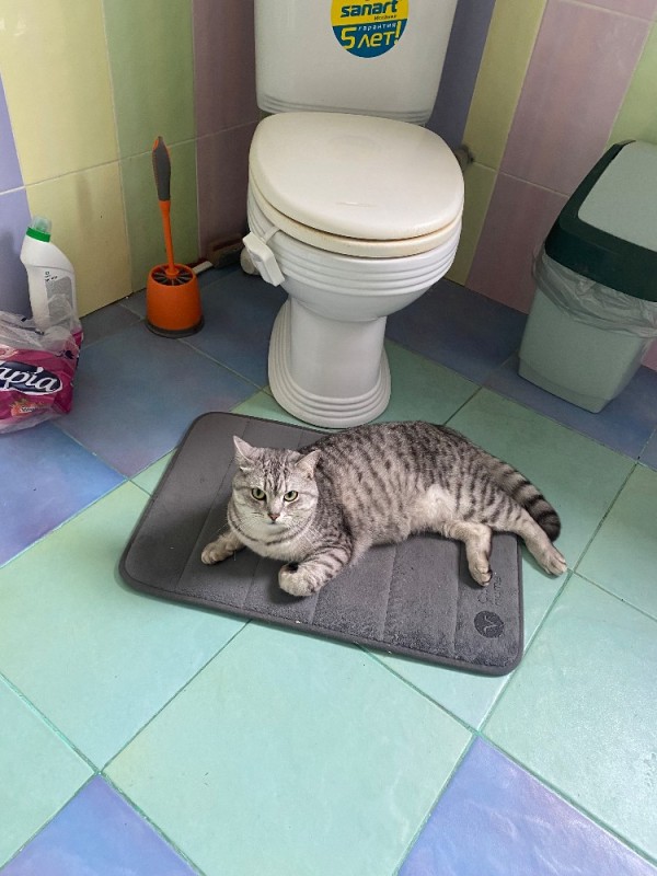 Create meme: the mat for the cat's toilet is my beast 60*75cm, A mat for the main toilet, cat litter mat