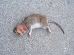 Create meme: dead rat, rat mouse, Dead rat