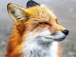 Create meme: Fox , red Fox, the fox's muzzle