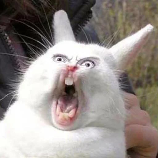Создать мем: заяц кричит, кричащий кролик, орущий заяц мем