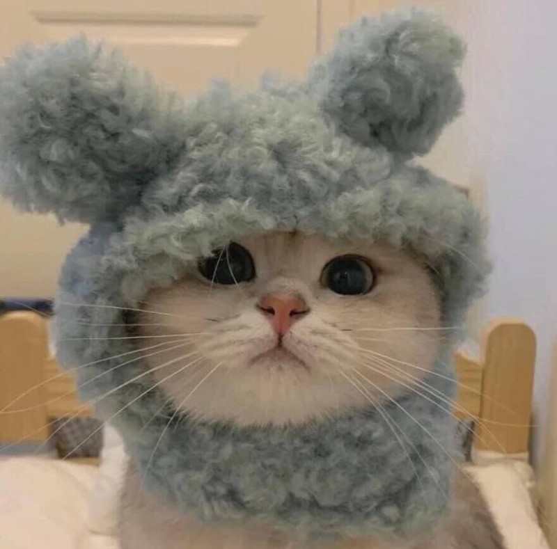 Создать мем: котики смешные котики, милые котики, котик в шапке