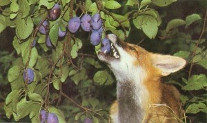 Создать мем: лиса ест ягоды, лисица обыкновенная, обыкновенная лиса