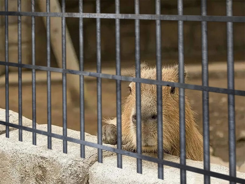 Create meme: capybara, capybara at the Moscow zoo, Capybara Zoo