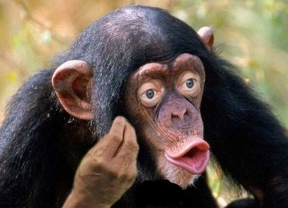 Create meme: monkey with lips, male chimpanzees, chimp meme