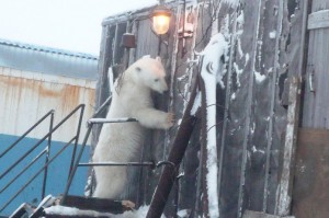 Создать мем: белый медведь в зоопарке, медведь нефтяник ярославль, белый медведь умка