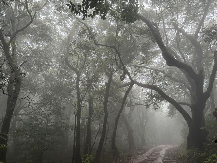 Create meme: misty forest, forest path, forest 