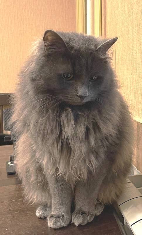 Create meme: cat , long-haired cats , grey fluffy cat