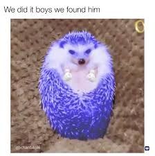 Create meme: cute hedgehog, blue hedgehog, African pygmy hedgehog 