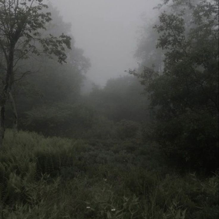 Create meme: misty forest, forest misty, landscape 