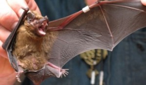 Create meme: the bite of a bat, bat, species of bats