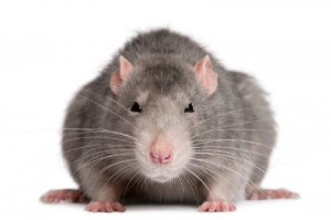 Create meme: rat, rat on white background, rat mouse