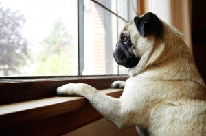 Create meme: dog, the dog looks out the window, dog