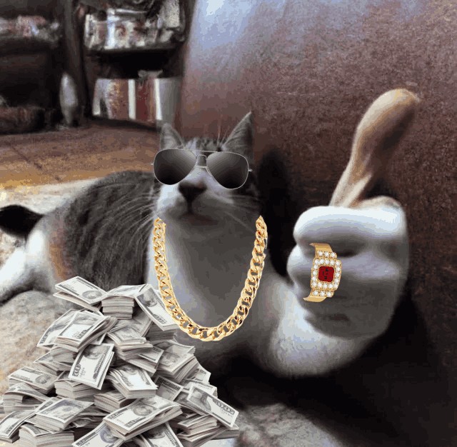 Create meme: cat , funny cat, The pimp cat