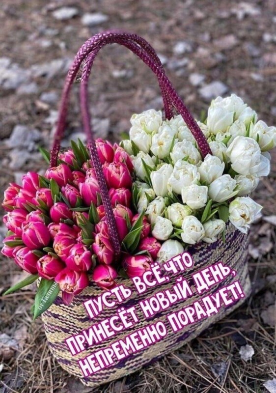 Создать мем: букет с тюльпанами, открытка, цветы