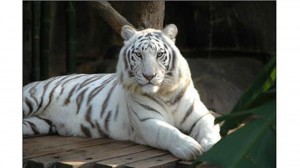 Create meme: Siberian tiger white, Bengal tiger, albino tiger