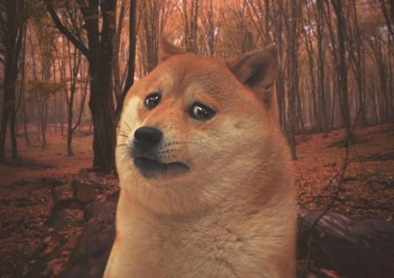 Create meme: doge meme , memes , doge dog 