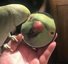 Create meme: parrot in the mirror, memes with parrots, parrot