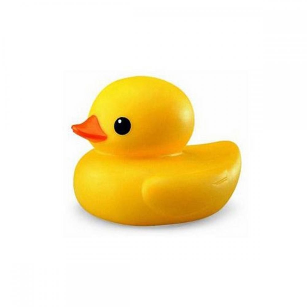 tolo duck