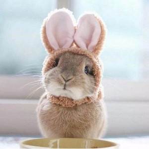 Create meme: cute Bunny, Bunny rabbit, rabbit cute