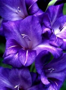 Создать мем: цветы фиолетовые, гладиолус waris, гладиолус сиреневый