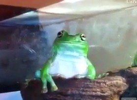 Создать мем: жаба ебаная, лягушка, frog