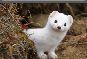 Create meme: ermine, an animal of the family korkovyh, ermine white, ermine