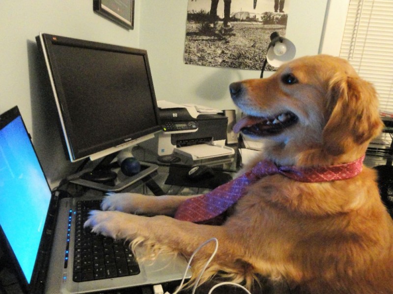 Create meme: the dog at the computer, dog programmer, the dog is under the table