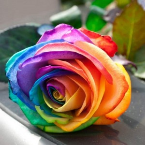 Create meme: rainbow roses, multi colored roses, rose rainbow