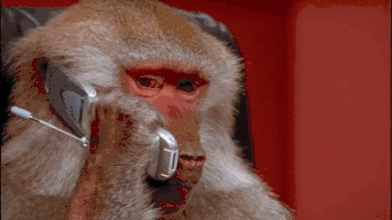 Create meme: the monkey is calling, a monkey with a phone, the monkey is funny