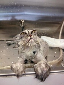 Create meme: crazy cat, wet cat