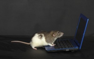 Create meme: computer mouse, rat mouse, rat rat