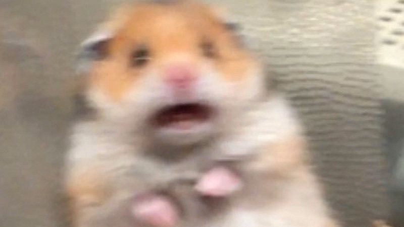 Create meme: the screaming hamster, hamster meme , hamster 