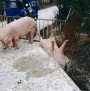 Создать мем: свиньи породы ландрас, свинья падает, свинья