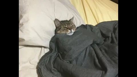 Create meme: the kitten is homemade, cat under a blanket, cat 