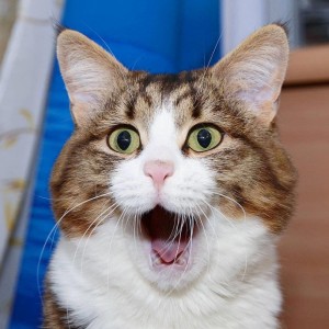 Create meme: smiling cat, surprised kitteh, funny cats