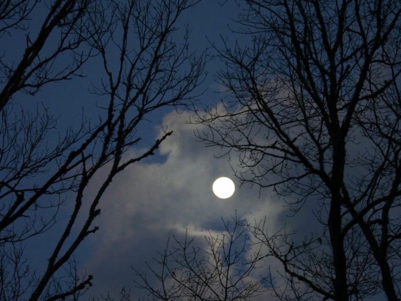 Create meme: big moon , the full moon , moon in the forest