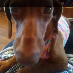 Create meme: dachshund, Vizsla dog and Doberman, dog