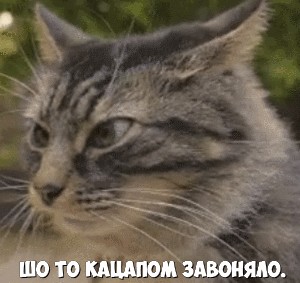 Создать мем: кошка, косой кот, смешные котики