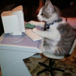 Create meme: the cat at the computer, the computer, Cat