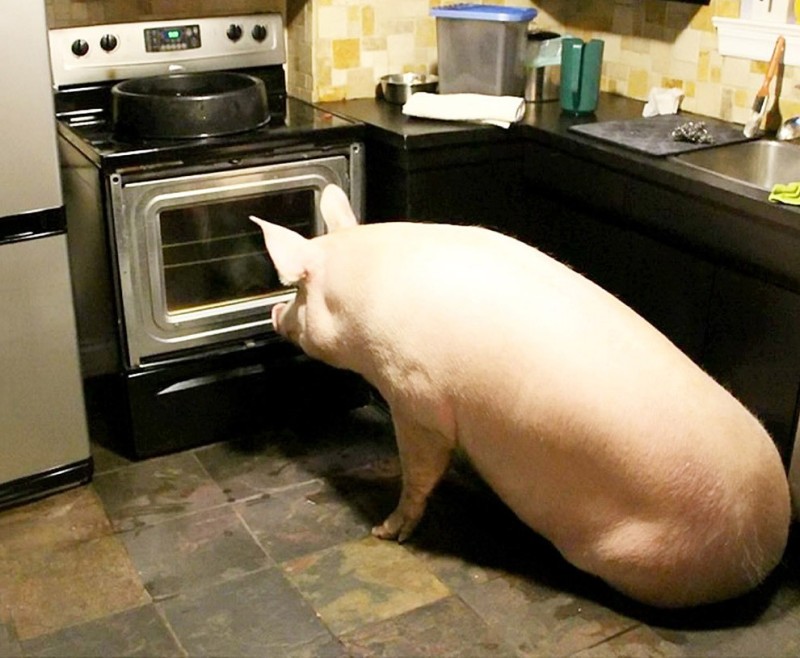 Create meme: pig in the house, domestic pig, pig 