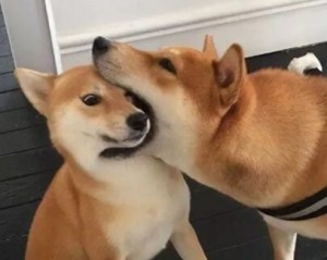 Create meme: shiba, shiba inu