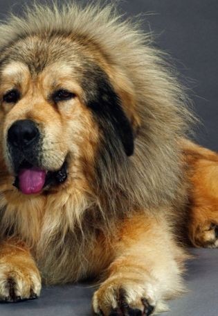Create meme: tibetan mastiff, The mastiff is a Tibetan dog, mastiff puppy