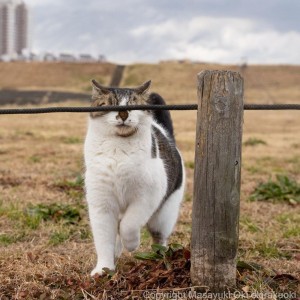 Создать мем: кот смешной, кот, котэ